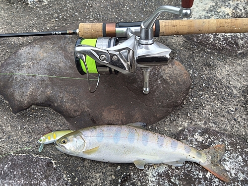 アマゴの釣果