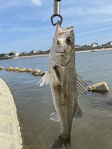 セイゴ（タイリクスズキ）の釣果