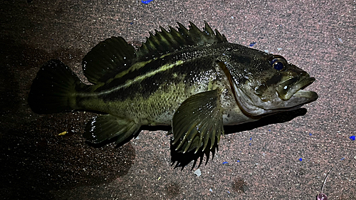 シマソイの釣果