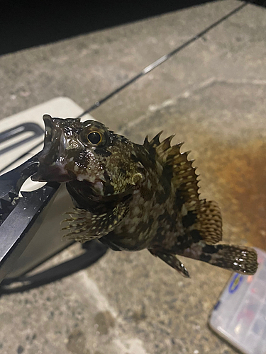 タケノコメバルの釣果