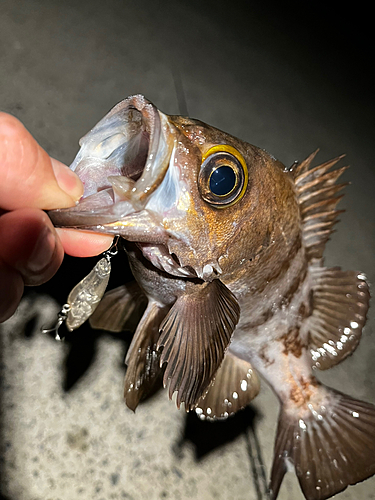 メバルの釣果