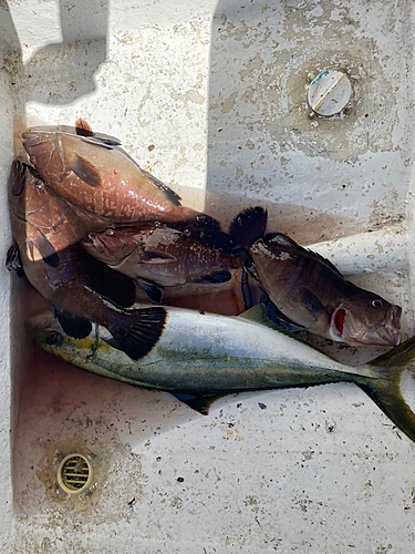 マハタの釣果