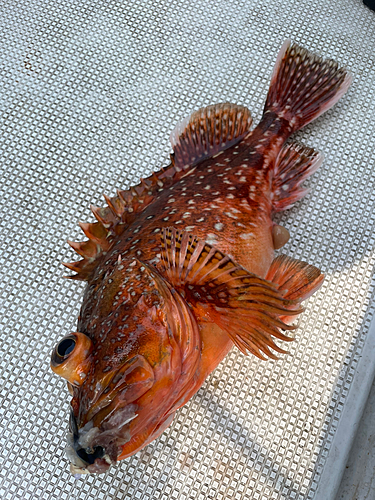 ウッカリカサゴの釣果