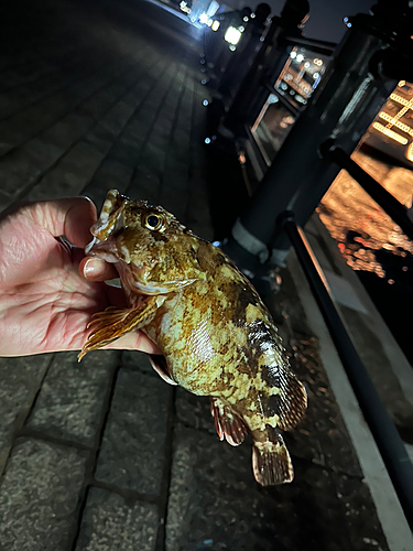 カサゴの釣果