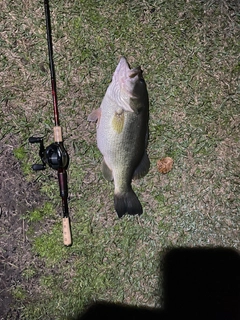 ブラックバスの釣果