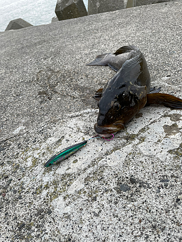 アブラコの釣果