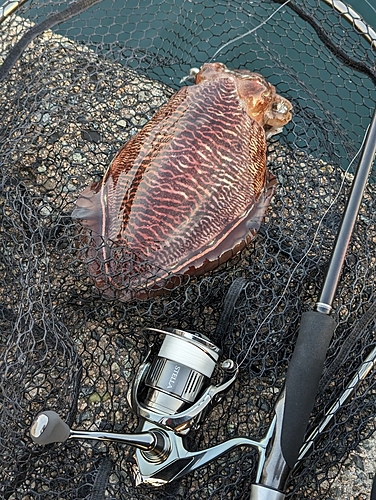 コウイカの釣果