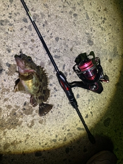 ガシラの釣果