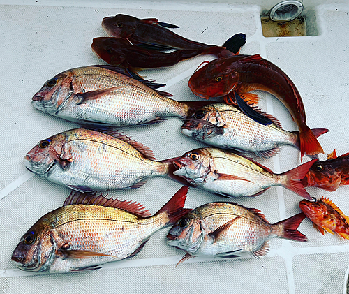 マダイの釣果