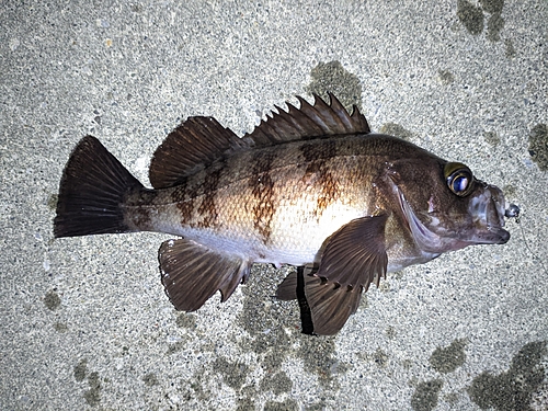 メバルの釣果