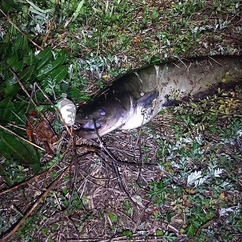 マナマズの釣果