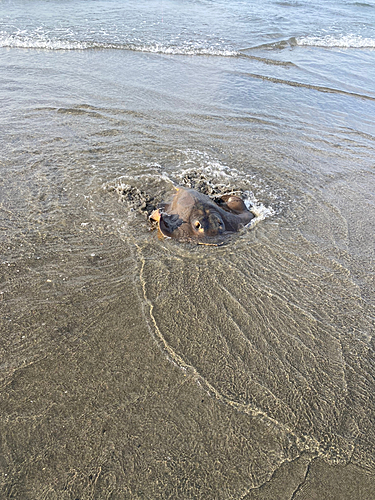 エイの釣果