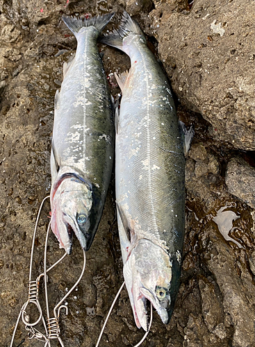 サクラマスの釣果