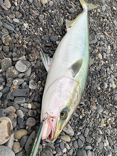 ワラサの釣果