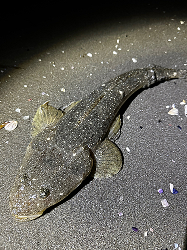 マゴチの釣果