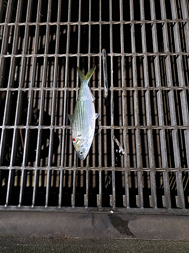 コノシロの釣果