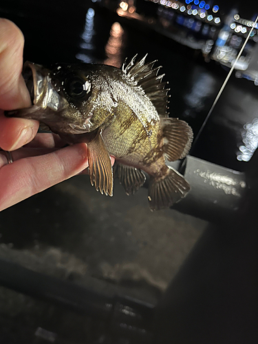 シロメバルの釣果