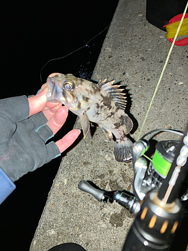 ソイの釣果