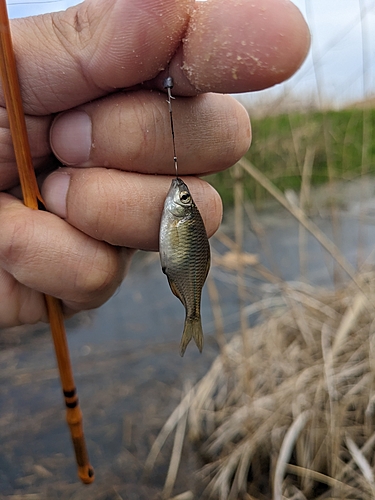 タナゴの釣果