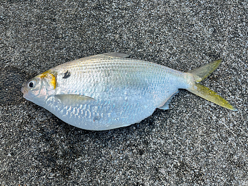 リュウキュウドロクイの釣果