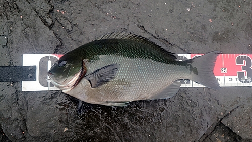 オナガグレの釣果