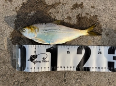 コノシロの釣果