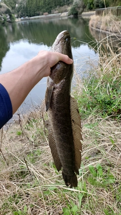 ライギョの釣果