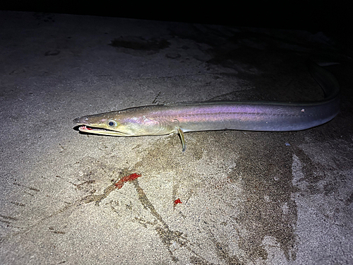 ハモの釣果