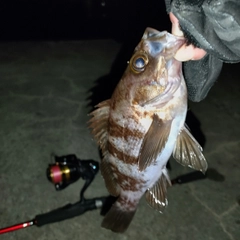 メバルの釣果