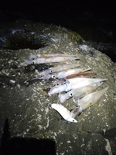 ヤリイカの釣果