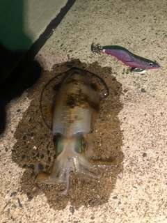 アオリイカの釣果