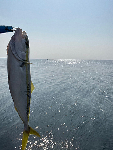 ツバスの釣果