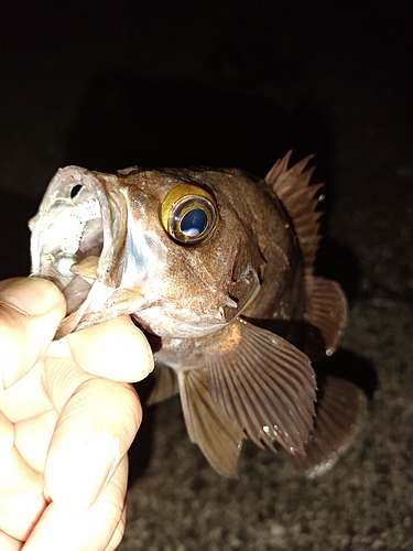 メバルの釣果