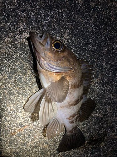 メバルの釣果