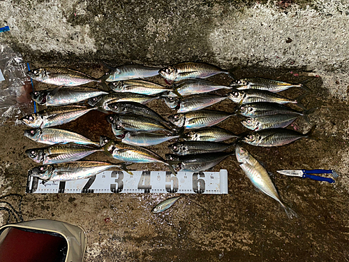 アジの釣果