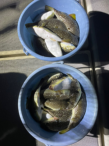 ショウサイフグの釣果