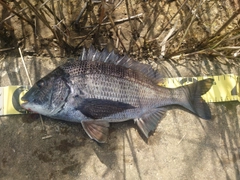 クロダイの釣果