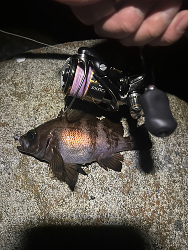 シロメバルの釣果