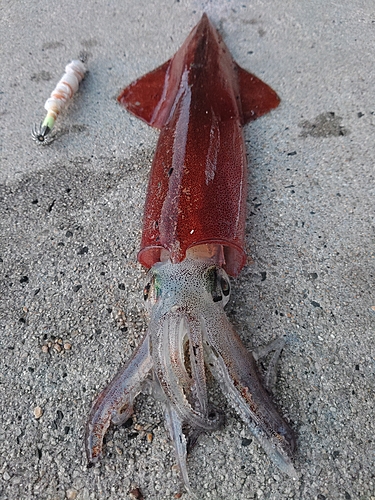 ヤリイカの釣果