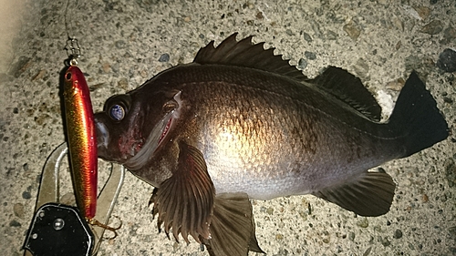 シロメバルの釣果