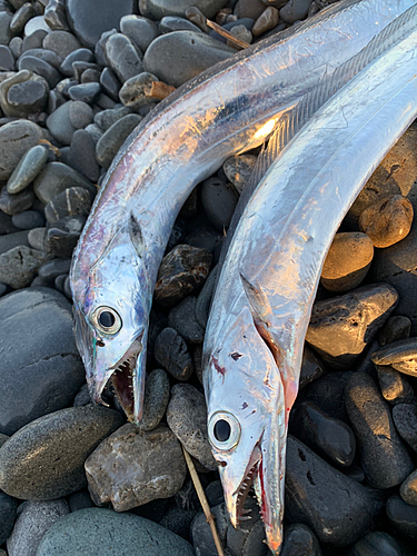 タチウオの釣果