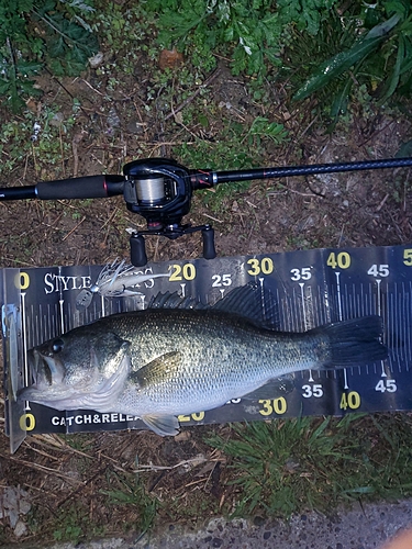 ブラックバスの釣果