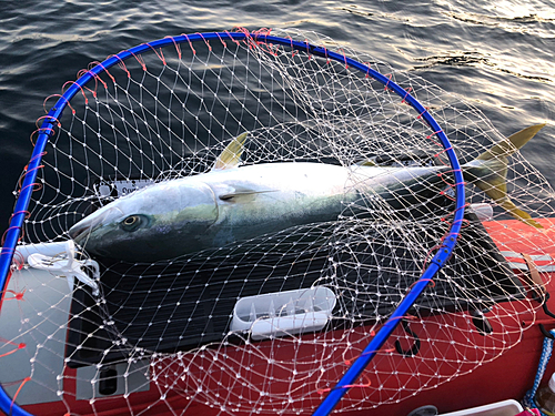 ブリの釣果