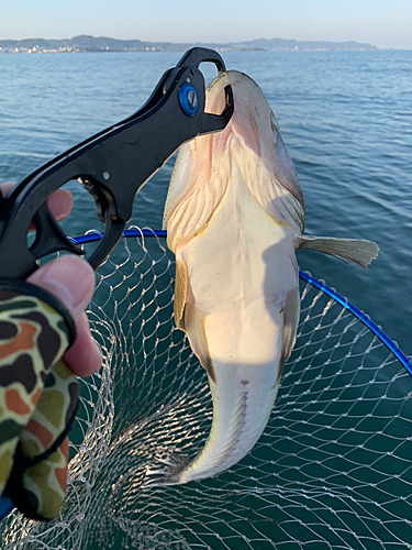 マゴチの釣果