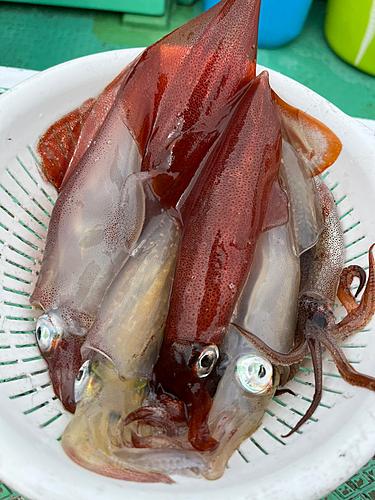 マルイカの釣果