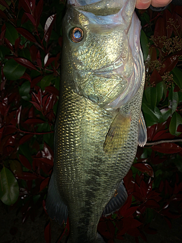 ラージマウスバスの釣果