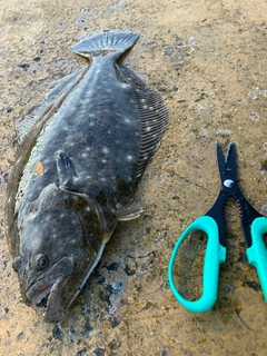 ヒラメの釣果