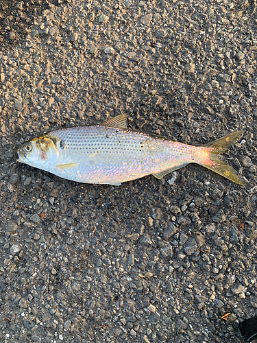 コノシロの釣果