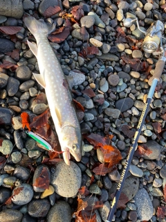 アメマスの釣果