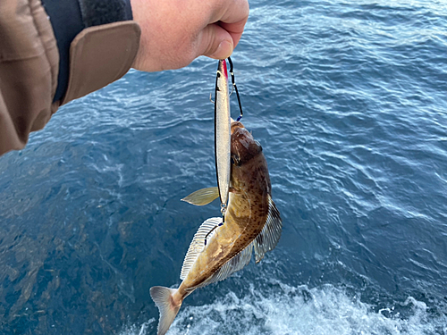 ホッケの釣果